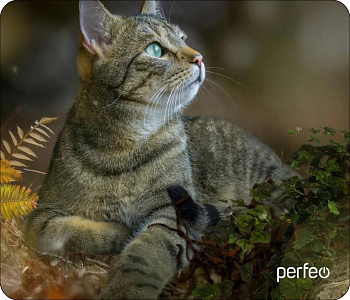 PERFEO (PF_D0671) "Cat"