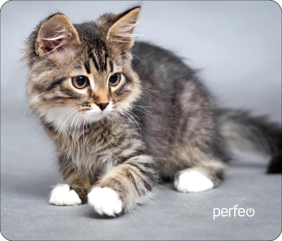 PERFEO (PF_D0661) "Cat"