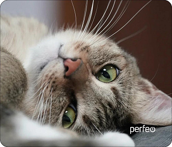 PERFEO (PF_D0660) "Cat"