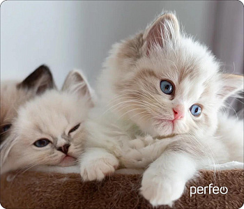 PERFEO (PF_D0639) "Cat"