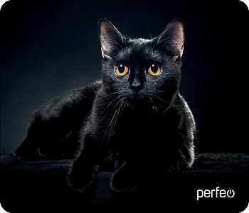 PERFEO (PF_D0665) "Cat"